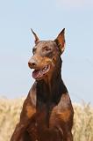 DOBERMANN 1028